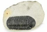 Detailed Austerops Trilobite - Ofaten, Morocco #224928-3